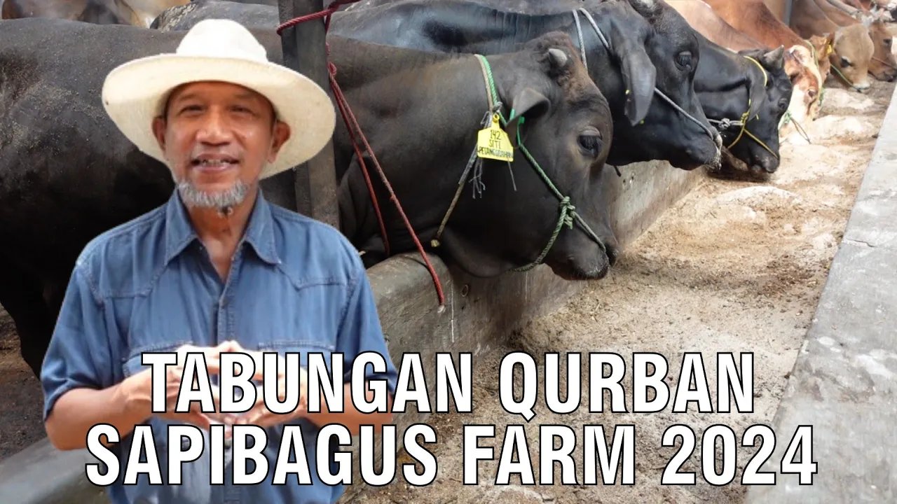 
                                 Tabungan-Qurban-Sapibagus-Farm-2024